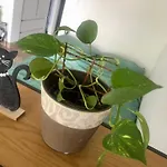 Pri Piratski Macki - At The Pirate Cat - Dal Gatto Pirata Κόπερ