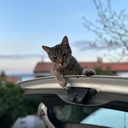 Pri Piratski Macki - At The Pirate Cat - Dal Gatto Pirata Διαμέρισμα Κόπερ