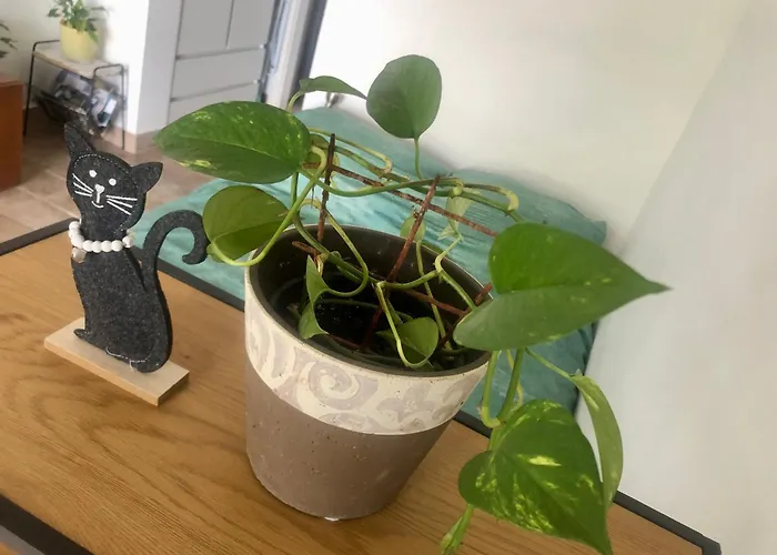 Pri Piratski Macki - At The Pirate Cat - Dal Gatto Pirata Κόπερ