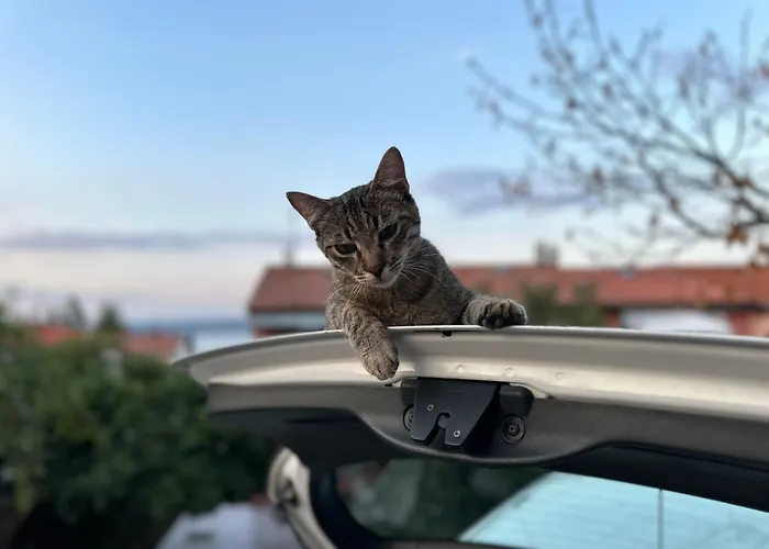 Pri Piratski Macki - At The Pirate Cat - Dal Gatto Pirata 公寓 科佩尔